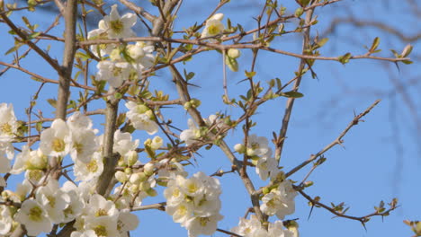 white flowers of magnolia tree against the blue sky