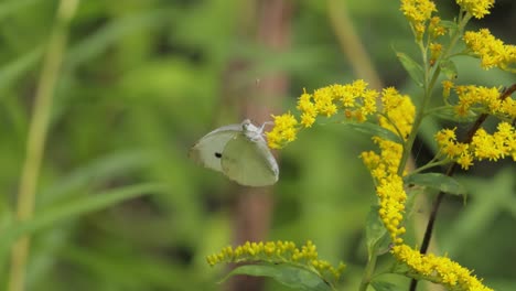 pieris brassicae, the large white butterfly, also called cabbage butterfly. large white is common throughout europe, north africa and asia often in agricultural areas, meadows and parkland.