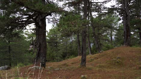 Wald-Mit-Kiefern,-Ruhe-Und-Mysteriöse-Szene-In-Alten-Kiefernstämmen,-Zeitlupenschwenk