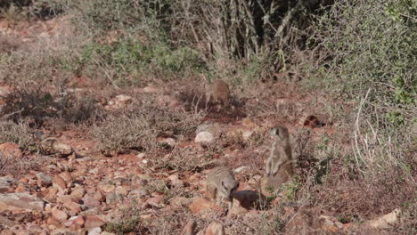 lindos suricatas salvajes suricatas pequeñas mangostas comiendo en la sabana del sur