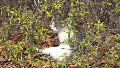 Weiße-Graue-Katze,-Die-Sich-In-Einem-Busch-Ausruht,-Rollt-Sich-Auf