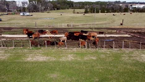 Oído-Hablar-De-Ganado-En-Un-Terreno-Agrícola-Fuera-De-Charlotte-Nc