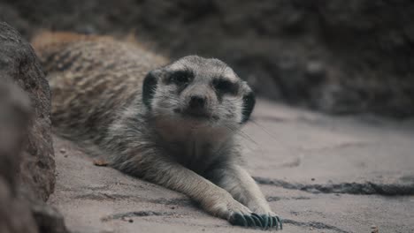 Tiro-Cercano-En-Frente-De-Suricata-Acostado-Estirado-Sobre-La-Arena,-Mirando-A-Su-Alrededor