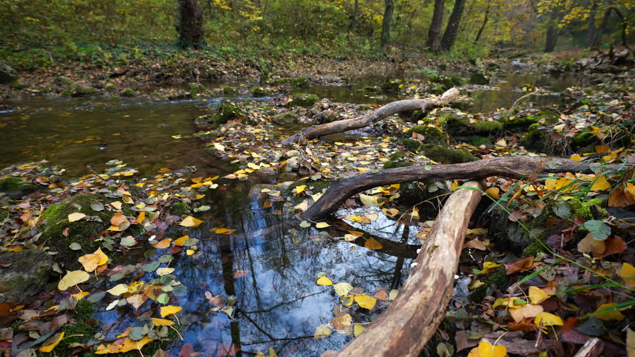 Autumn Stream in a Forest with Fallen Leaves
