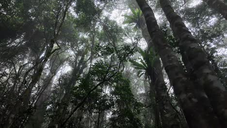 hiking along a foggy rainforest walking track looking up through the tree canopy covered in a light mist