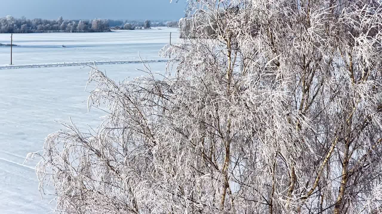 Rami di alberi innevati in un sereno paesaggio invernale, atmosfera tranquilla