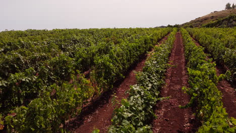 drone flight over grapevine rows at the vineyard