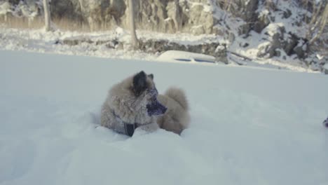 puppies playing in snow eurasier puppy and french bulldog playing in snow
