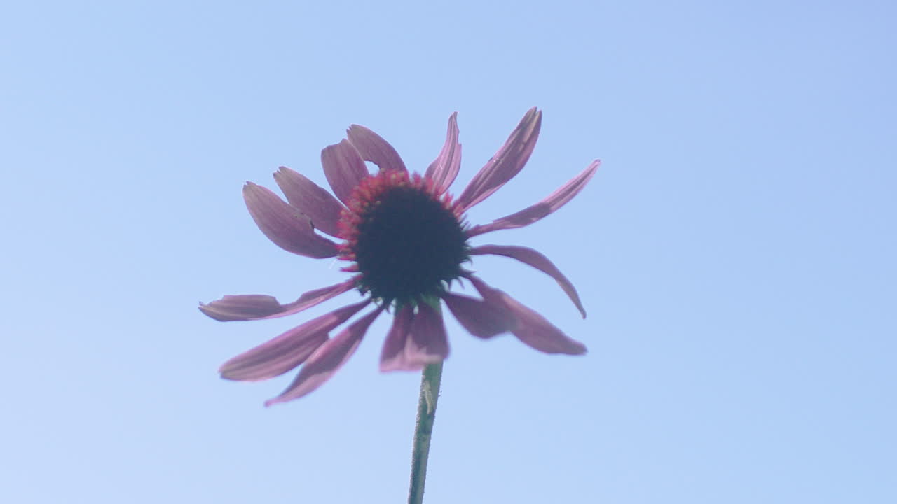Slow motion close-up of a purple Echinacea flower bobbing in the wind