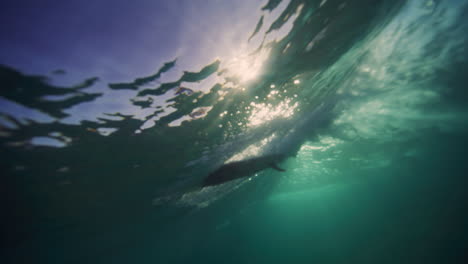 sandy rippled underwater texture tilt up to longboard surfer on crashing wave