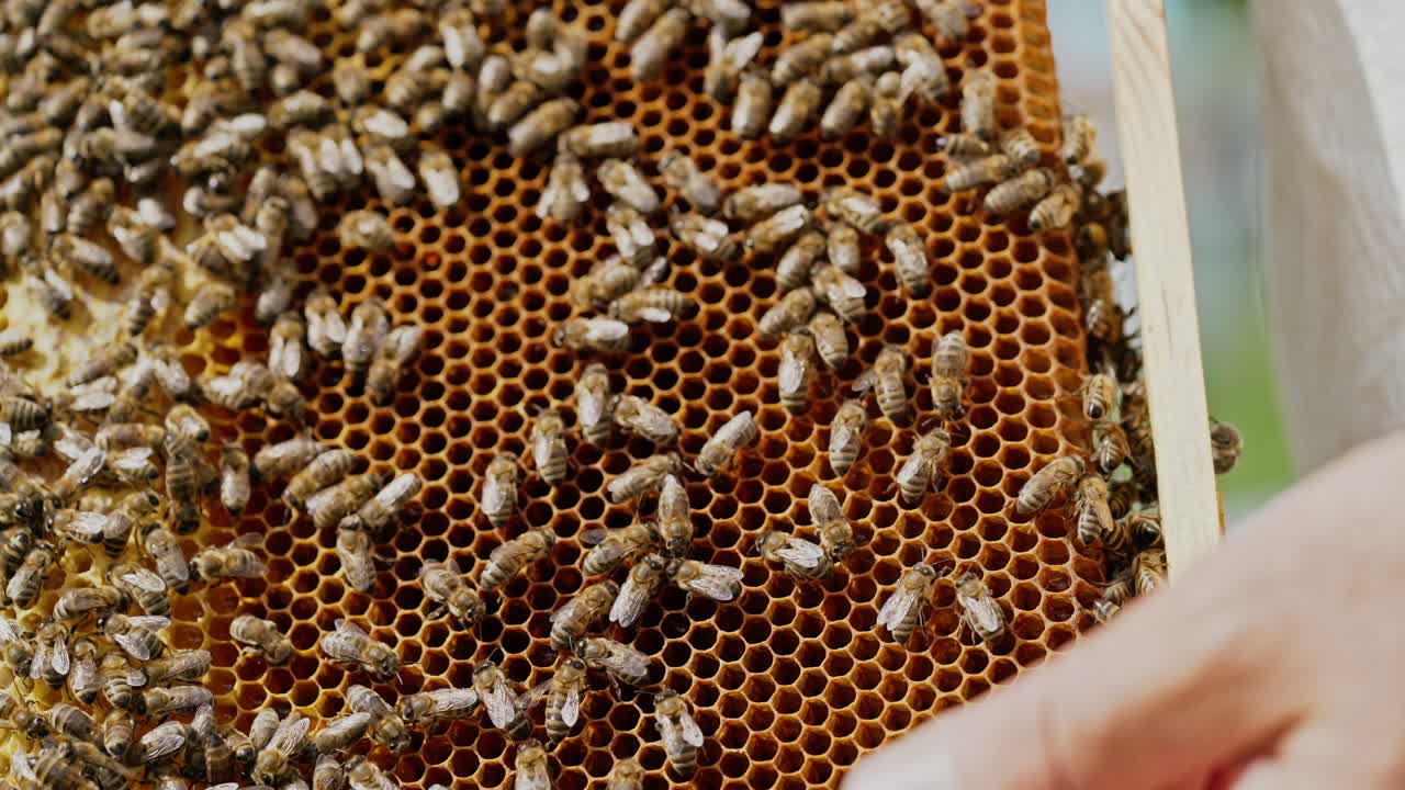 Hands of man shows a wooden frame with honeycombs. Frames of a bee hive. Beekeeper on apiary.