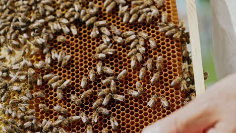 hands of man shows a wooden frame with honeycombs. frames of a bee hive. beekeeper on apiary.