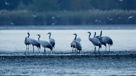 hermosas grullas caminando por la mañana junto a los lagos