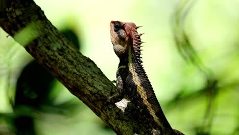 visto mirando hacia arriba respirando dentro del bosque, jardín forestal lagarto calotes emma, parque nacional kaeng krachan, tailandia