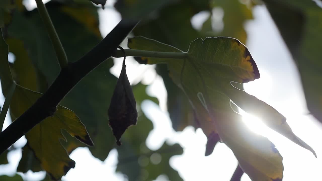 Sunlight shining through the leaves of a fig tree