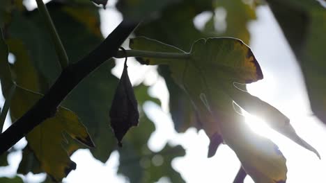 Sonnenlicht-Scheint-Durch-Die-Blätter-Eines-Feigenbaums