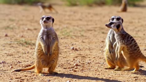 a family of meerkats standing proudly in their natural habitat, displaying unique behaviors and interactions in a sunlit desert environment