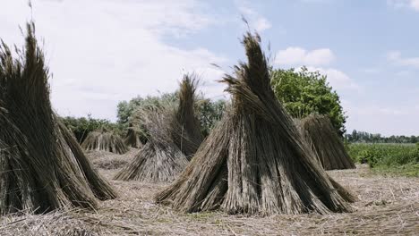 Panning-wider-view-from-the-pile-of-straws-and-its-environment