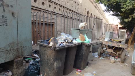hungry stray cats rummaging through trash cans for food in back alley