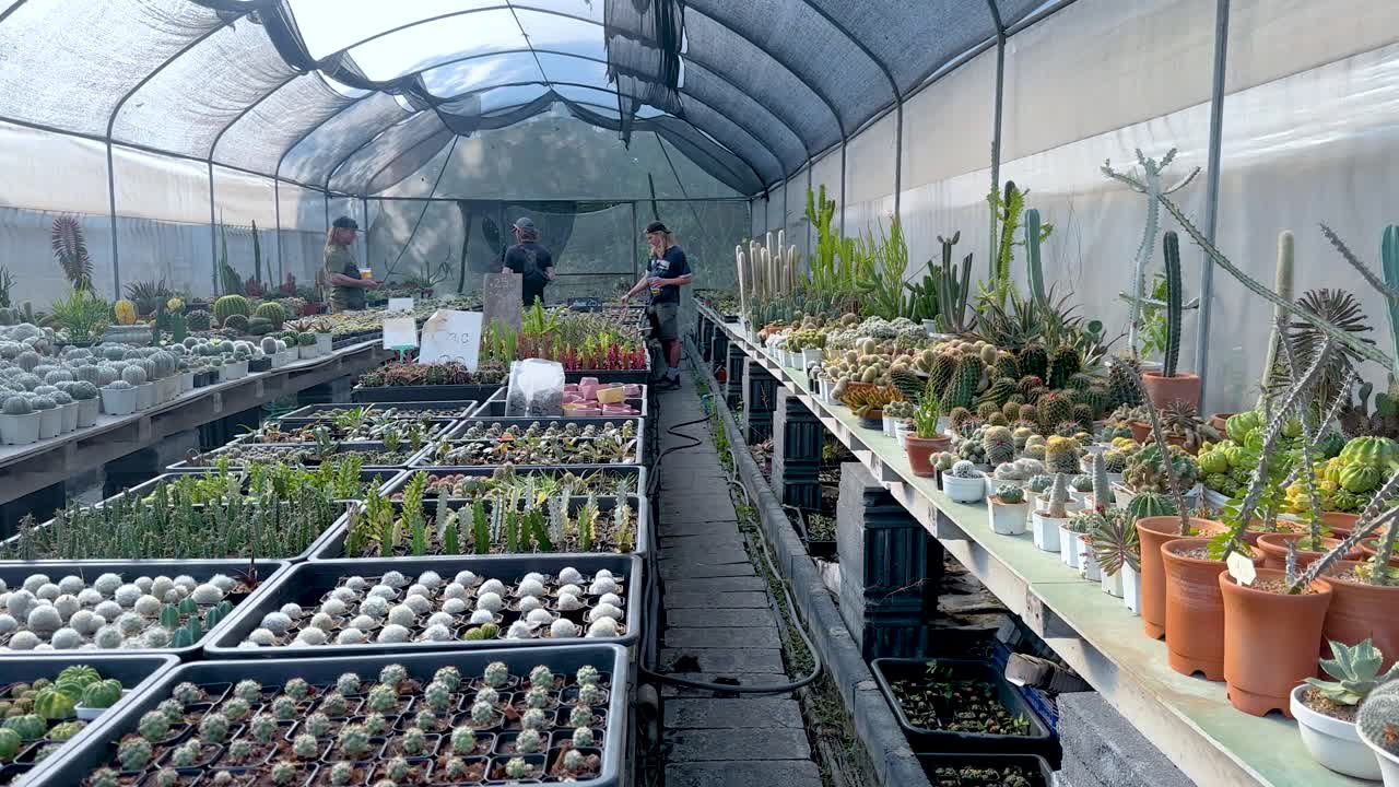 un paseo sereno por un invernadero de cactus en el mercado flotante de khlong lat mayom, que muestra diversas suculentas bajo luz natural