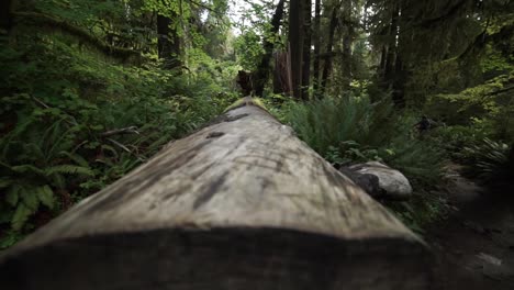 fpv of a cut log in the moss rain forest and slowly looking up