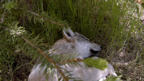 timber wolf sleeping under a pine tree