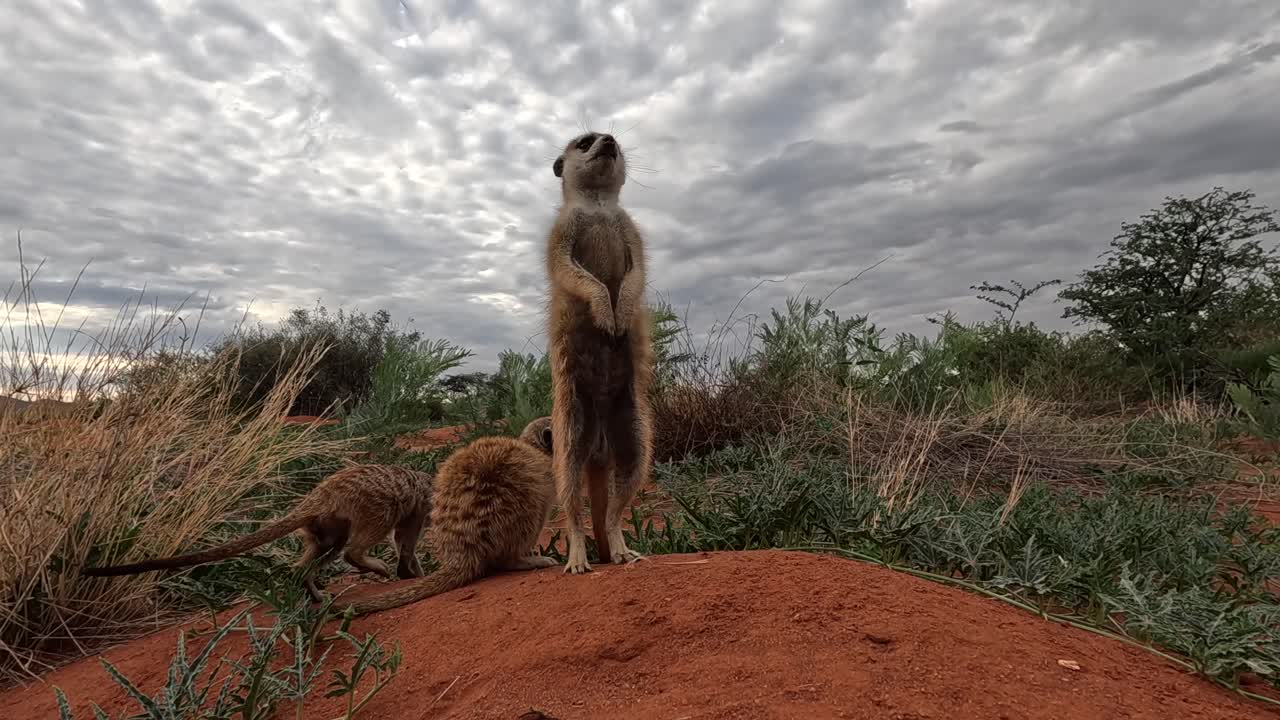 Primissimo piano con prospettiva a livello del suolo di suricati in piedi insieme alla loro tana nel Kalahari meridionale
