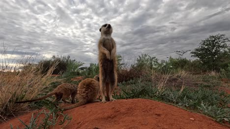 Sehr-Nahaufnahme-Vom-Boden-Aus-Aufrecht-Stehende-Erdmännchen-In-Ihrem-Bau-In-Der-Südlichen-Kalahari