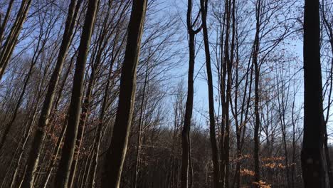 Walking-on-a-forest-road,-early-spring-season