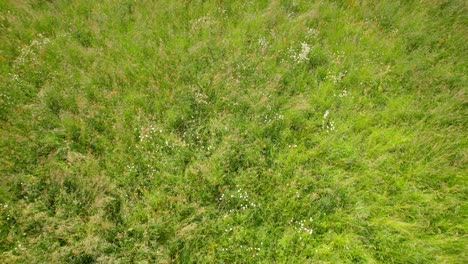 overhead view of grassy field during summer in maine-et-loire, france