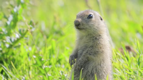 La-Ardilla-Terrestre-Del-Cáucaso-De-Montaña-O-La-Ardilla-Terrestre-De-Elbrus-(spermophilus-Musicus)-Es-Un-Roedor-Del-Género-De-Las-Ardillas-Terrestres.