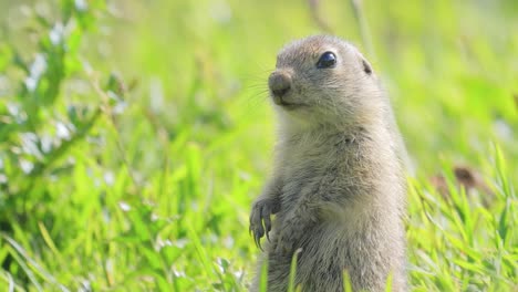 la ardilla de tierra caucásica de montaña o ardilla de tierra de elbrus (spermophilus musicus) es un roedor del género de las ardillas de tierra.