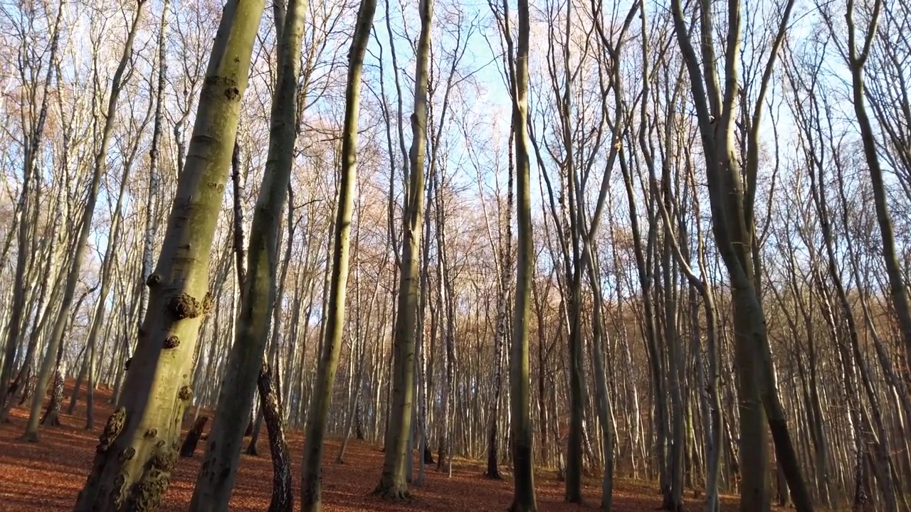 Alberi nella foresta autunnale