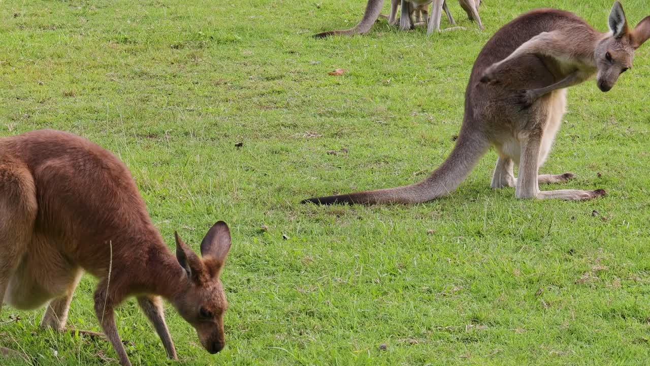 A group of kangaroos grazing on a vibrant green field, showcasing their natural behavior.
