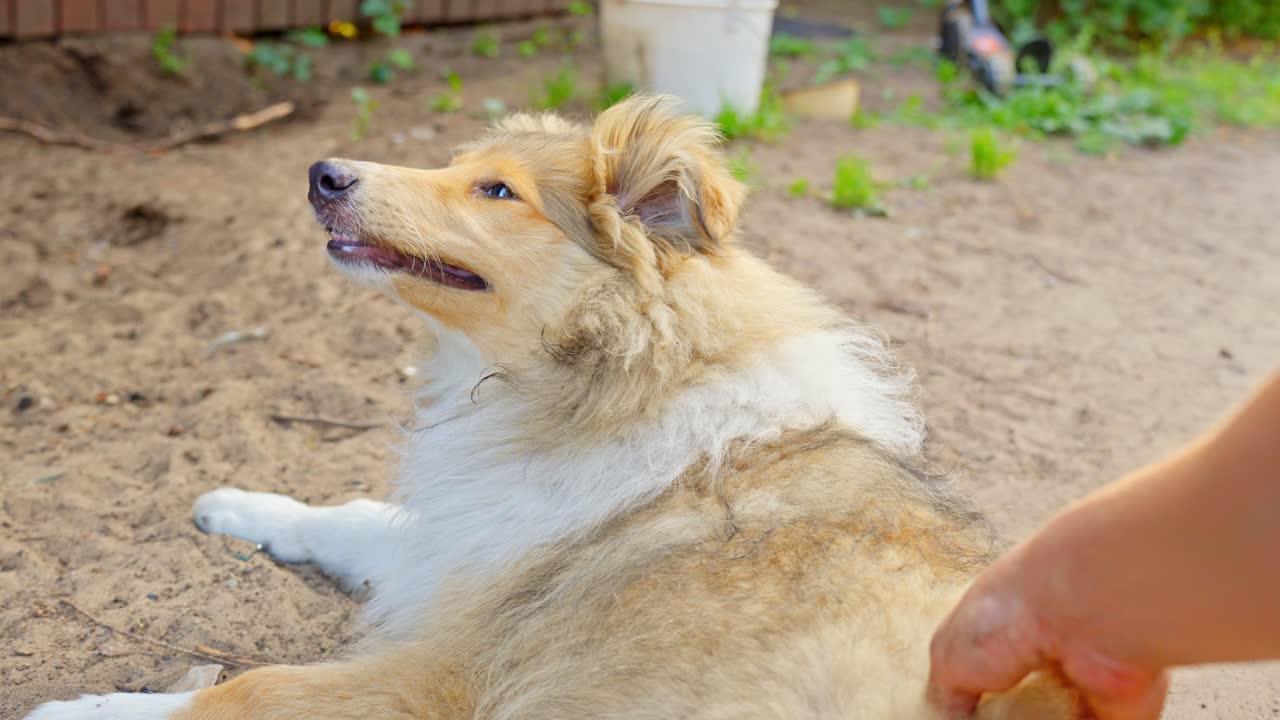 un cachorro de collie marrón y áspero. un perro lindo y feliz