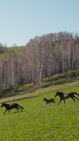 healthy purebred horses with colts run along field near autumn birch forest on sloppy hill slow motion. mares with foals at wild pastureland with bare trees