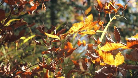golden autumn leaves blowing in the breeze under bright sunlight in weesen, switzerland