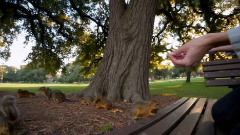 squirrels in a city park