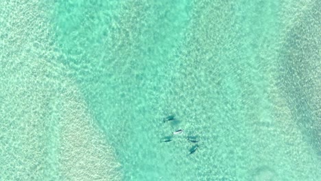 aerial high altitude, massive pod of dolphins in red sea aerial view of five dolphins mating, a relaxed pod in the ocean