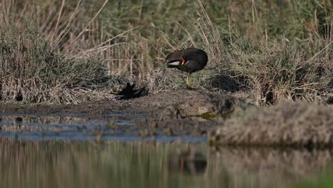 Migratory-bird-Moorhen-at-the-dirty-pond-for-insects