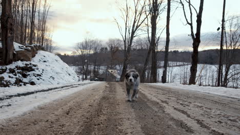 a 12-week-old border collie puppy chases the camera up a snowy dirt road in vermont