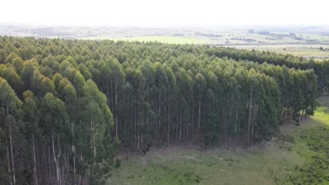 Pan-shot-of-an-eucalyptus-forest,-showing-trees-creeks-and-fields,-aerial-view,-Uruguay