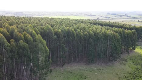 toma panorámica de un bosque de eucaliptos, mostrando árboles, arroyos y campos, vista aérea, uruguay