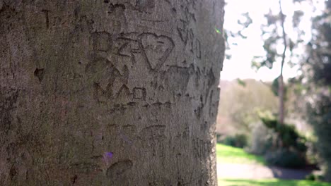 Love-messages-and-hearts-carved-in-an-old-tree,-symbol-of-love,-romance-and-affection,-in-a-park-on-a-sunny-day-with-sun-beams-and-flares