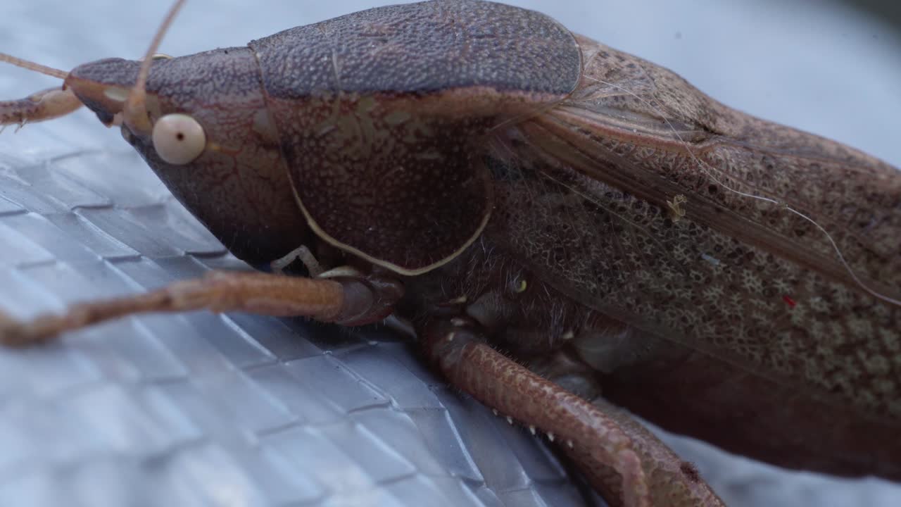 Zoom out of a brown insect resting on a metallic surface, cinematic macro shot showing detailed texture under natural light