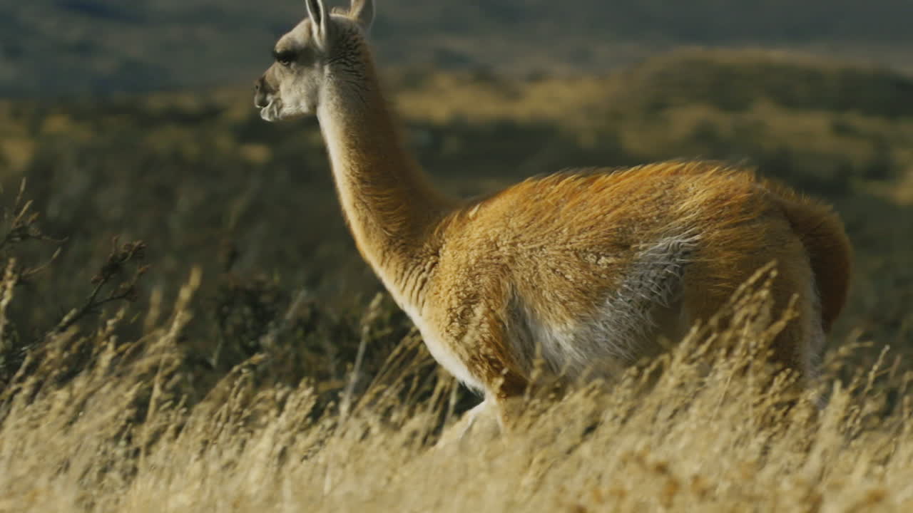 una llama camina en un campo abierto