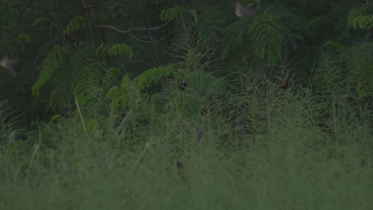 Small birds flit and forage through tall green grass at the edge of Hawaii’s thick jungle underbrush.