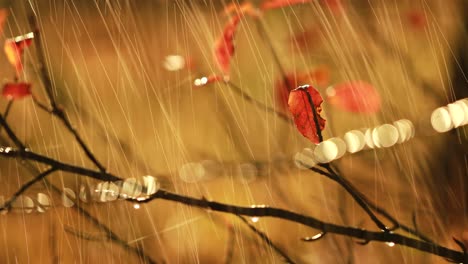 Primer-Plano-De-La-Lluvia-De-Otoño