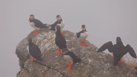 Papageitaucher-(Fratercula-Arctica),-Auf-Dem-Felsen-Auf-Der-Insel-Runde-(Norwegen).