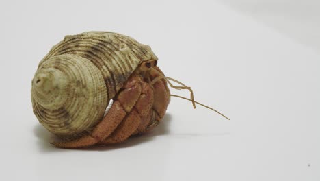 Side View of Hermit Crab Hiding in Shell
